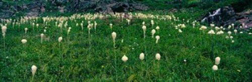 Posterazzi PPI147051S Beargrass (Xerophyllum tenax) on a landscape US Glacier National Park Montana USA Poster Print, 18 x 6