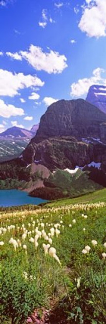 Posterazzi PPI147058S Beargrass (Xerophyllum tenax) with Grinnell Lake in the background US Glacier National Park Montana USA Poster Print, 18 x 6 Posterazzi PPI147058S Beargrass (Xerophyllum tenax) with Grinnell Lake in the background US Glacier National Park Montana USA Poster Print, 18 x 6