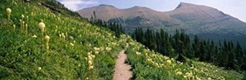 Posterazzi PPI147061S Hiking trail with Beargrass (Xerophyllum tenax) at US Glacier National Park Montana USA Poster Print, 18 x 6 Posterazzi PPI147061S Hiking trail with Beargrass (Xerophyllum tenax) at US Glacier National Park Montana USA Poster Print, 18 x 6