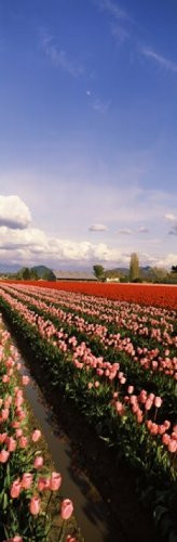 Posterazzi PPI116857S Tulips in a field Skagit Valley Washington State USA Poster Print, 18 x 6