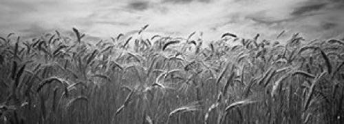 Posterazzi PPI152062S Wheat crop growing in a field Palouse Country Washington State USA Poster Print, 18 x 7