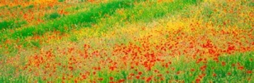 Fields of flowers Andalusia Granada Vicinity Spain Poster Print (18 x 6) Fields of flowers Andalusia Granada Vicinity Spain Poster Print (18 x 6)