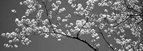 Posterazzi PPI152181S Cherry Blossoms Washington DC USA Poster Print, 18 x 7