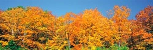Posterazzi Trees Autumn Ontario Canada Poster Print, (18 x 6)