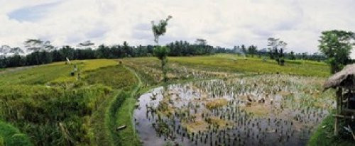 Farmers working in a rice field Bali Indonesia Poster Print (15 x 6)