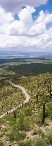 Saguaro cactus on a hillside Tucson Mountain Park Tucson Arizona USA Poster Print (18 x 7)