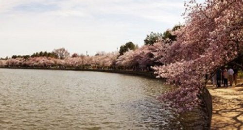 Posterazzi Cherry Blossom trees at Tidal Basin Washington DC USA Poster Print, (12 x 7)