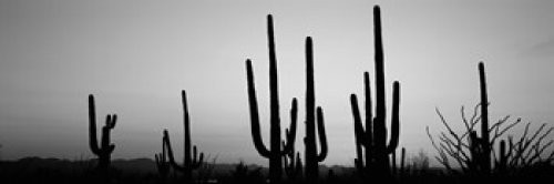 Posterazzi PPI152002S Silhouette Cacti (Carnegiea gigantea) on a Landscape Saguaro National Park Tucson Pima County Arizona USA Poster Print, 18 x 6 Posterazzi PPI152002S Silhouette Cacti (Carnegiea gigantea) on a Landscape Saguaro National Park Tucson Pima County Arizona USA Poster Print, 18 x 6