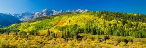 Posterazzi Aspen trees on mountains Uncompahgre National Forest Colorado USA Poster Print, (18 x 6)