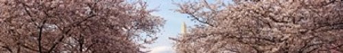 Posterazzi Cherry Blossom trees Monument in the background Washington DC USA Poster Print, (44 x 7)