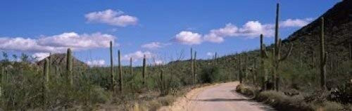 Posterazzi Road passing through a landscape Saguaro National Monument Pima County Mountains Tucson Arizona USA Poster Print, (18 x 6) Posterazzi Road passing through a landscape Saguaro National Monument Pima County Mountains Tucson Arizona USA Poster Print, (18 x 6)