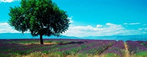 Posterazzi PPI145033S Lavender field Provence-Alpes-Cote d'Azur France Poster Print, 15 x 6
