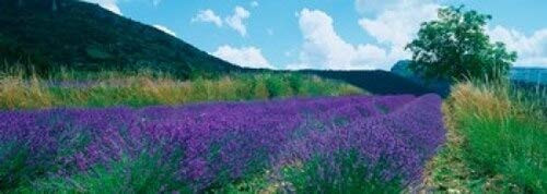 Posterazzi Lavender field Provence-Alpes-Cote d'Azur France Poster Print, (18 x 7)