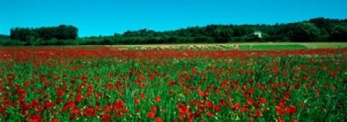 Posterazzi Poppies and sheep in a field Provence-Alpes-Cote d'Azur France Poster Print, (18 x 7)