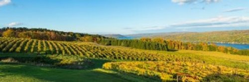 Posterazzi Vineyard Keuka Finger Lakes New York State USA Poster Print, (18 x 6) Posterazzi Vineyard Keuka Finger Lakes New York State USA Poster Print, (18 x 6)