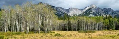 Posterazzi Aspen trees with mountains in the background Bow Valley Parkway Banff National Park Alberta Canada Poster Print, (18 x 6)
