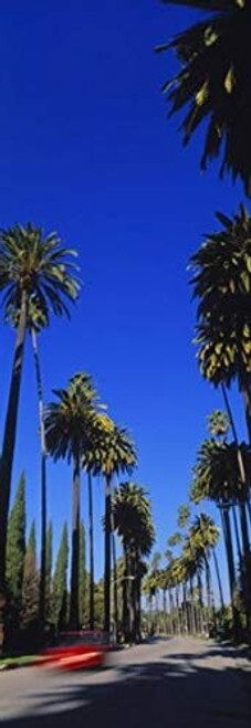 Posterazzi Palm trees along a road Beverly Hills Los Angeles County California USA Poster Print, (18 x 7) Posterazzi Palm trees along a road Beverly Hills Los Angeles County California USA Poster Print, (18 x 7)