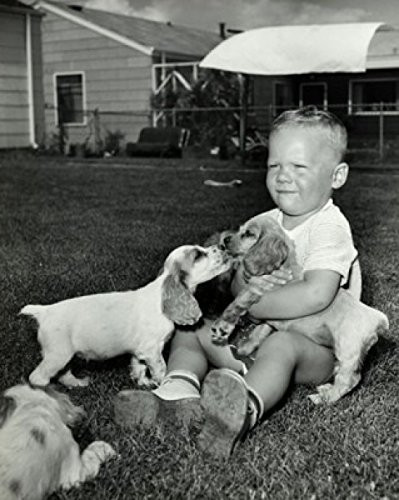 Posterazzi Boy playing with three puppies Poster Print, (18 x 24)