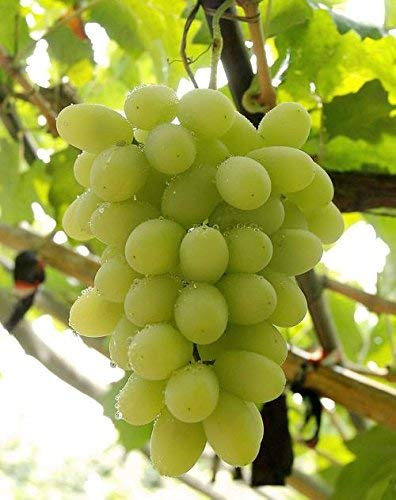Fruit Grape Seeds 20/Pack Kyoho Grape Seeds Red/Green Mention Child Delicious Nutritious Sweet Natural Snack Organic Seeds for Planting Garden Courtyard (White Seedless Grapes Seeds)