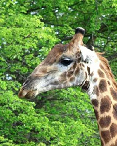 Posterazzi Giraffe III Poster Print by Dana Underdahl, (11 x 14)