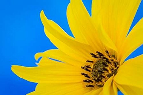 Posterazzi Sunflower on Blue III Poster Print by Kathy Mahan, (12 x 18)