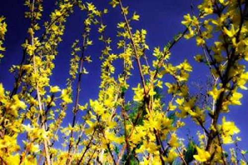 Posterazzi Spring Show III Poster Print by Alan Hausenflock, (10 x 14)