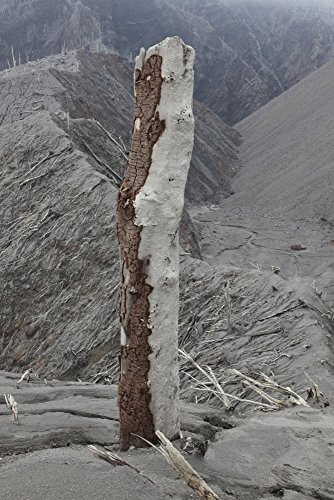 Posterazzi December 3 2009-Remains of tree with bark stripped off at side facing forest destroyed Poster Print by pyroclastic flows on the flank of Ch