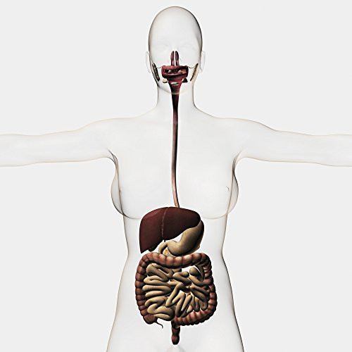 Posterazzi Medical illustration of the human digestive system three dimensional view Poster Print, (14 x 14)