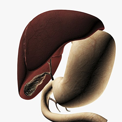 Posterazzi Medical illustration of the liver and stomach three dimensional view Poster Print, (14 x 14)