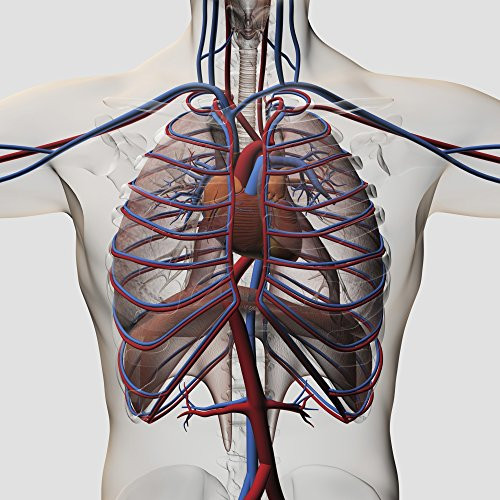 Posterazzi Three dimensional medical illustration of male chest showing arteries veins heart and rib cage Poster Print, (14 x 14)