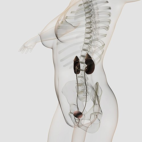 Posterazzi Three dimensional female urinary system profile view Poster Print, (14 x 14)