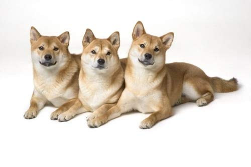 Posterazzi Three Shiba Inu Dogs Poster Print, (17 x 11)