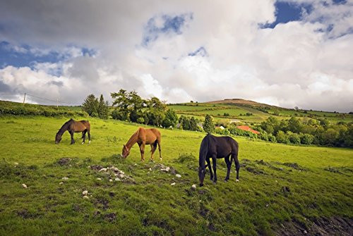 Posterazzi Three Horses Grazing In Field Poster Print, (18 x 12)