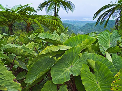 Overlooking taro leaves onto Samoas southeast coast Upolu Island Samoa Poster Print (17 x 13)