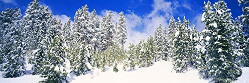 Posterazzi Pine trees on a snow covered hill Breckenridge Summit County Colorado USA Poster Print, (27 x 9)