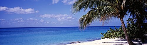 Posterazzi Palm tree Seven Mile Beach Grand Cayman Islands Poster Print, (12 x 39)