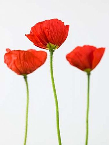 Posterazzi Three poppy flowers Poster Print by Assaf Frank, (18 x 24)