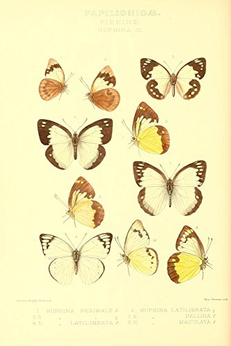 Posterazzi Rhopalocera Exotica 1887 Huphina 3 Poster Print by Horace Knight, (18 x 24)