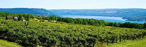 Posterazzi PPI54815 Grape vineyards in Finger Lake Region New York State USA Poster Print, 6 x 18 Posterazzi PPI54815 Grape vineyards in Finger Lake Region New York State USA Poster Print, 6 x 18