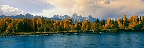 Posterazzi Trees in a forest along Snake River Grand Teton National Park Wyoming USA Poster Print, (6 x 18)