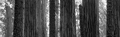 Posterazzi Grove Sequoia National Park California USA Poster Print, (6 x 18)
