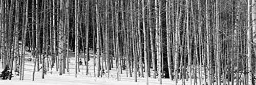 Posterazzi Aspen trees in a forest Chama New Mexico USA Poster Print, (6 x 18)