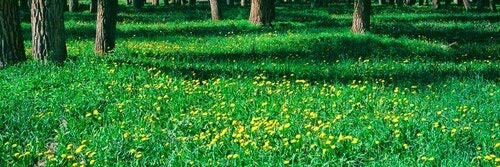 Posterazzi Dandelions and cottonwood flowers in a forest Wilson Teton County Wyoming USA Poster Print, (6 x 18)