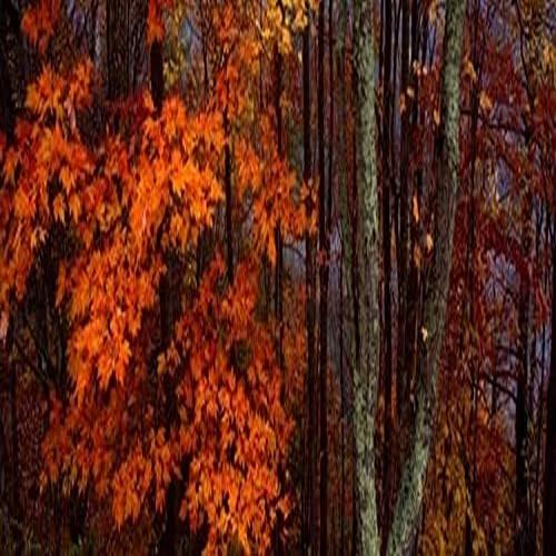 Posterazzi View of trees in forest Smoky Mountains National Park North Carolina USA Poster Print, (6 x 18) Posterazzi View of trees in forest Smoky Mountains National Park North Carolina USA Poster Print, (6 x 18)