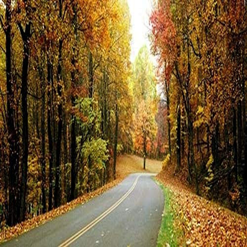 Posterazzi Road passing through a forest Blue Ridge Parkway Floyd County Virginia USA Poster Print, (6 x 12) Posterazzi Road passing through a forest Blue Ridge Parkway Floyd County Virginia USA Poster Print, (6 x 12)