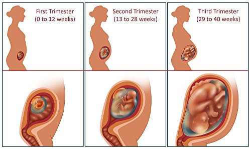 Three Trimesters Poster Print by Gwen ShockeyScience Source (24 x 18)