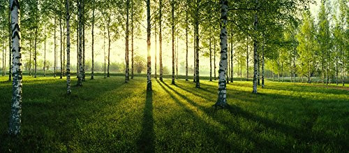 Posterazzi Poster Print Collection Birch Trees by the Vuoksi River, Imatra, Finland Panoramic Images, (15 x 7), Varies