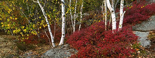 Posterazzi PPI162262 Trees in forest during autumn Mount Desert Island Acadia National Park Hancock County Maine USA Poster Print by Panoramic Images,