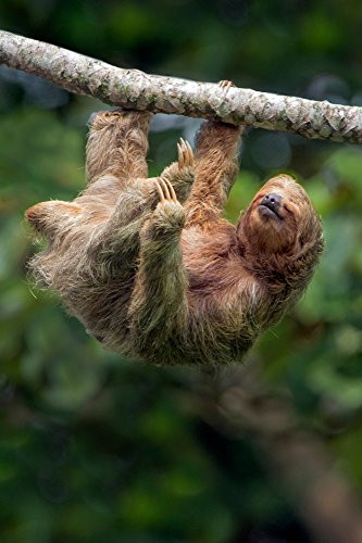 Three-Toed Sloth (Bradypus tridactylus) hanging on branch Sarapiqui Costa Rica Poster Print by Panoramic Images (24 x 18)
