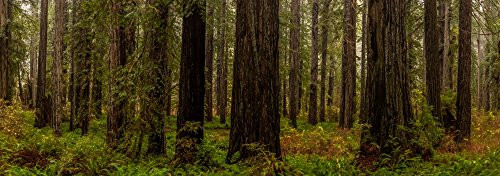 Posterazzi Poster Print Collection Giant Trees in a Forest Humboldt Redwoods State Park California USA Panoramic Images, (18 x 7), Multicolored